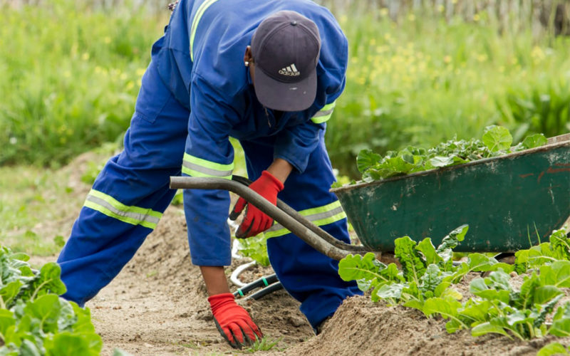 greenhand_team_1500x1500